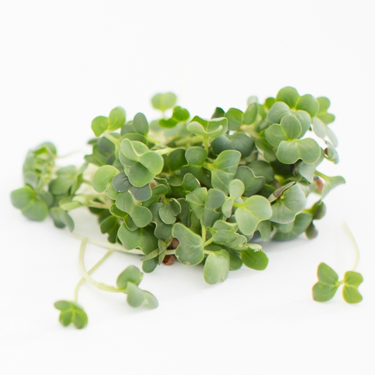SproutedEarth-Sprouts-065_1.jpg