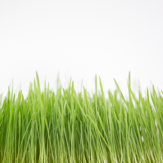 SproutedEarth-Sprouts-026.jpg