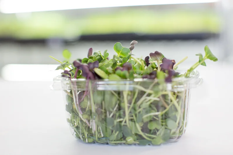 SproutedEarth-Sprouts-042.jpg