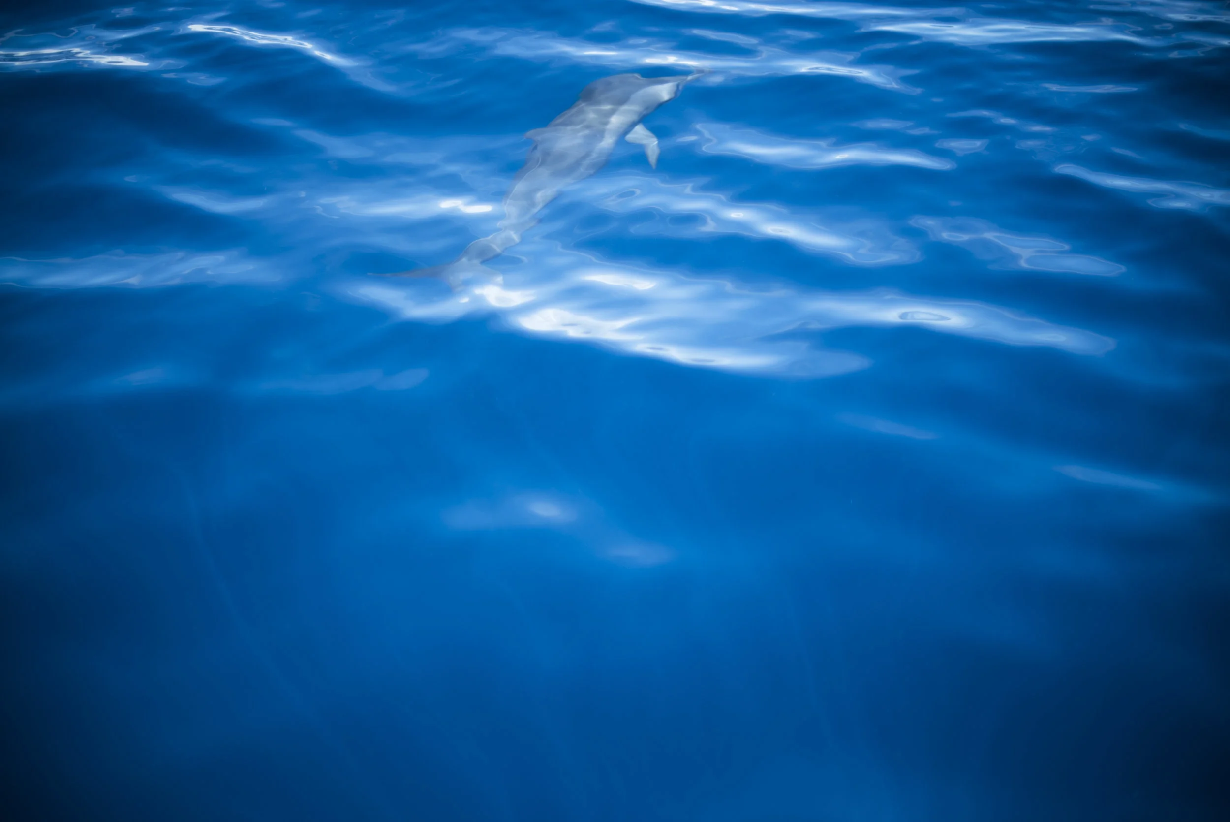From the deep: A single bottlenose leads the way.