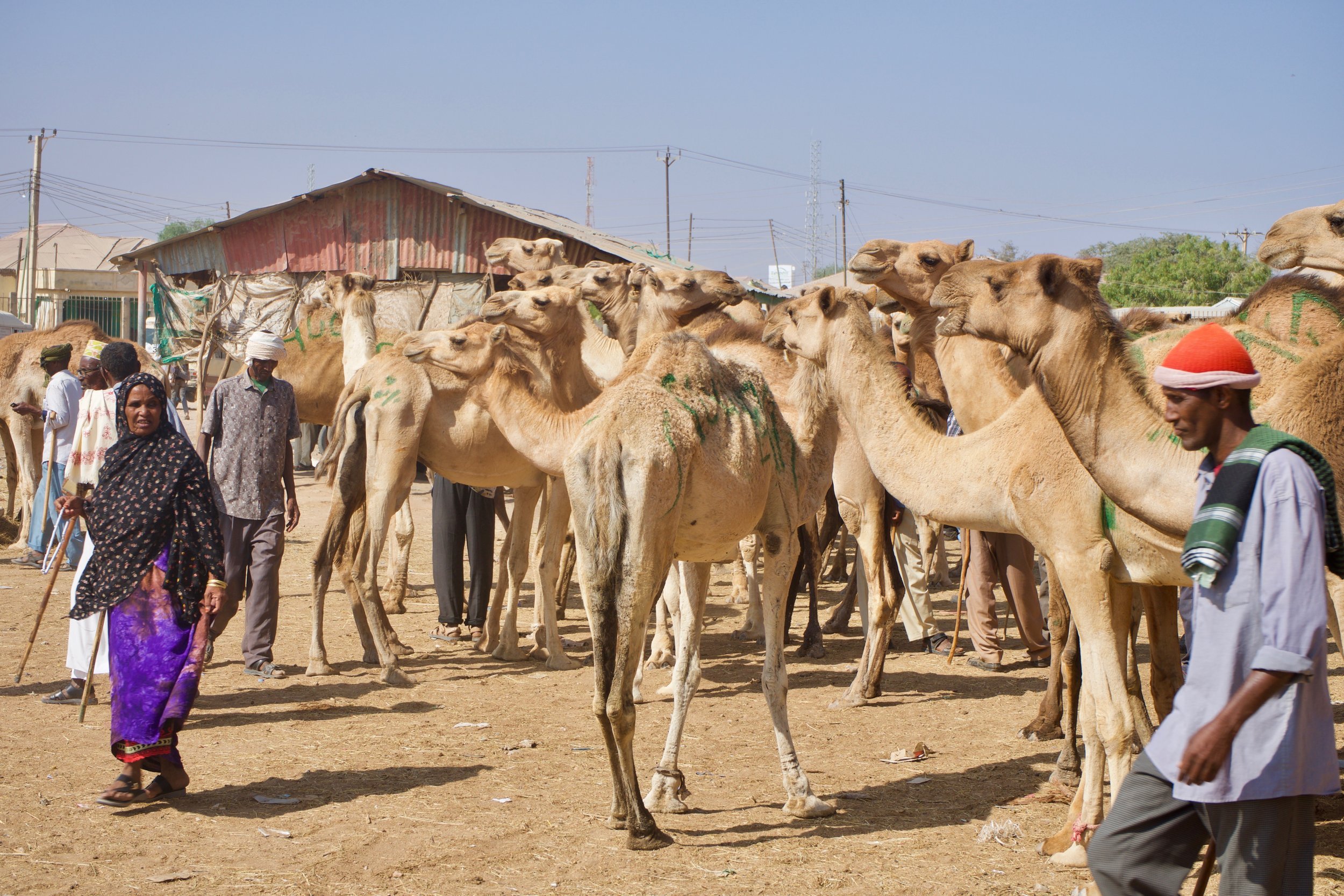 Camel market, Hargeisa, Somaliland.