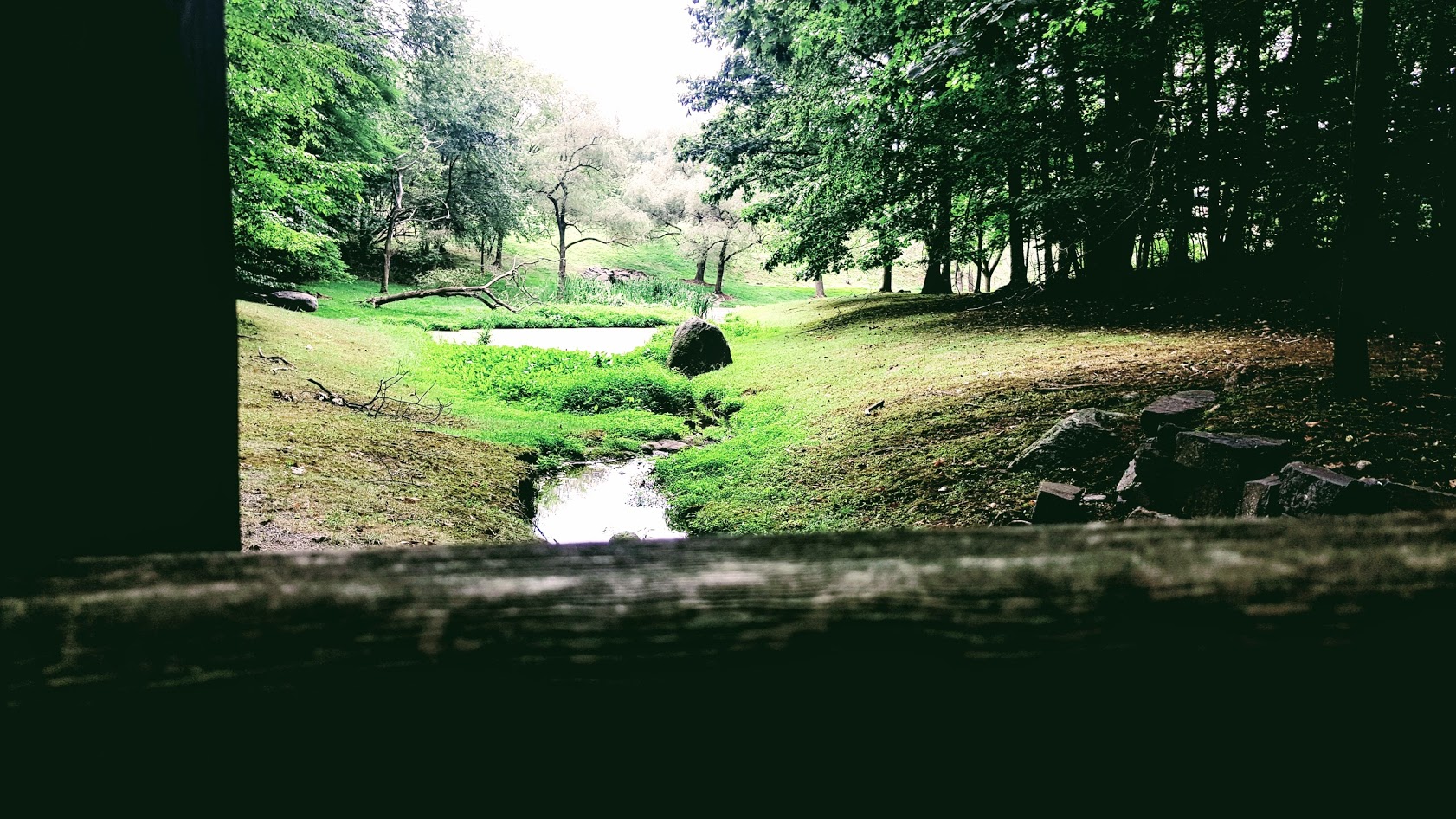 M Albertell Forest.jpg