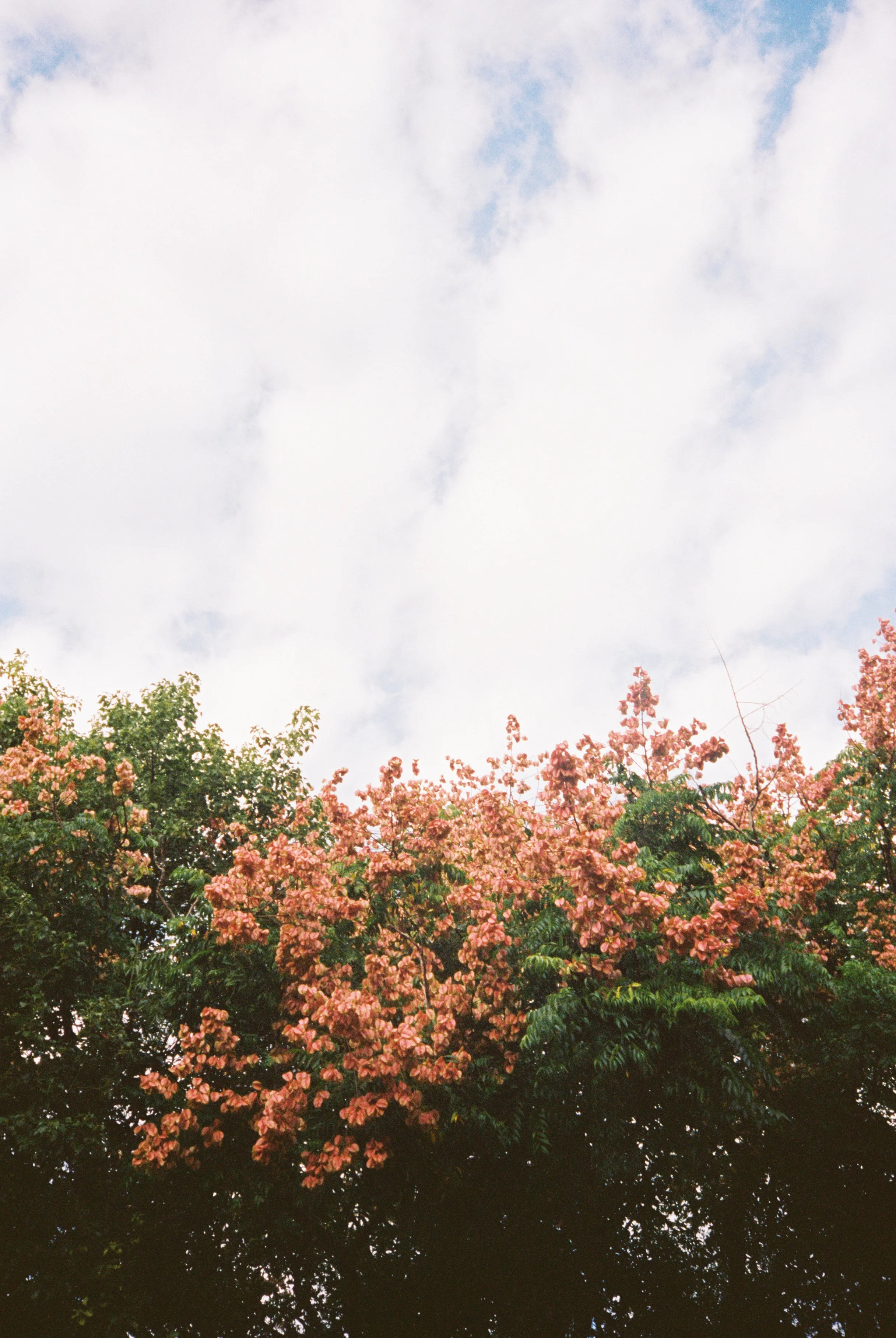 RK00MUIPA009822-R1-003.jpg