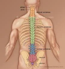 spine.jpg