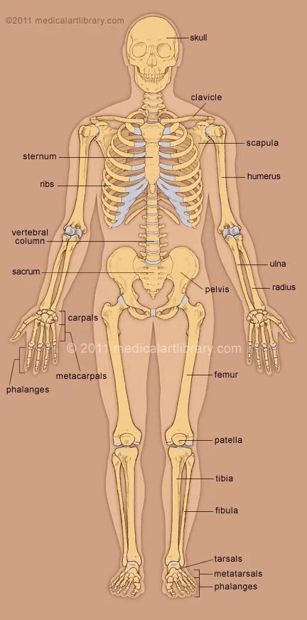 skeleton-anterior.jpg