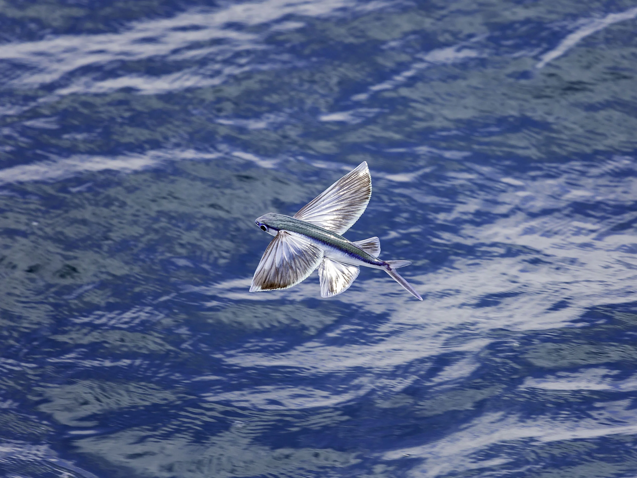Flying_Fish.jpg