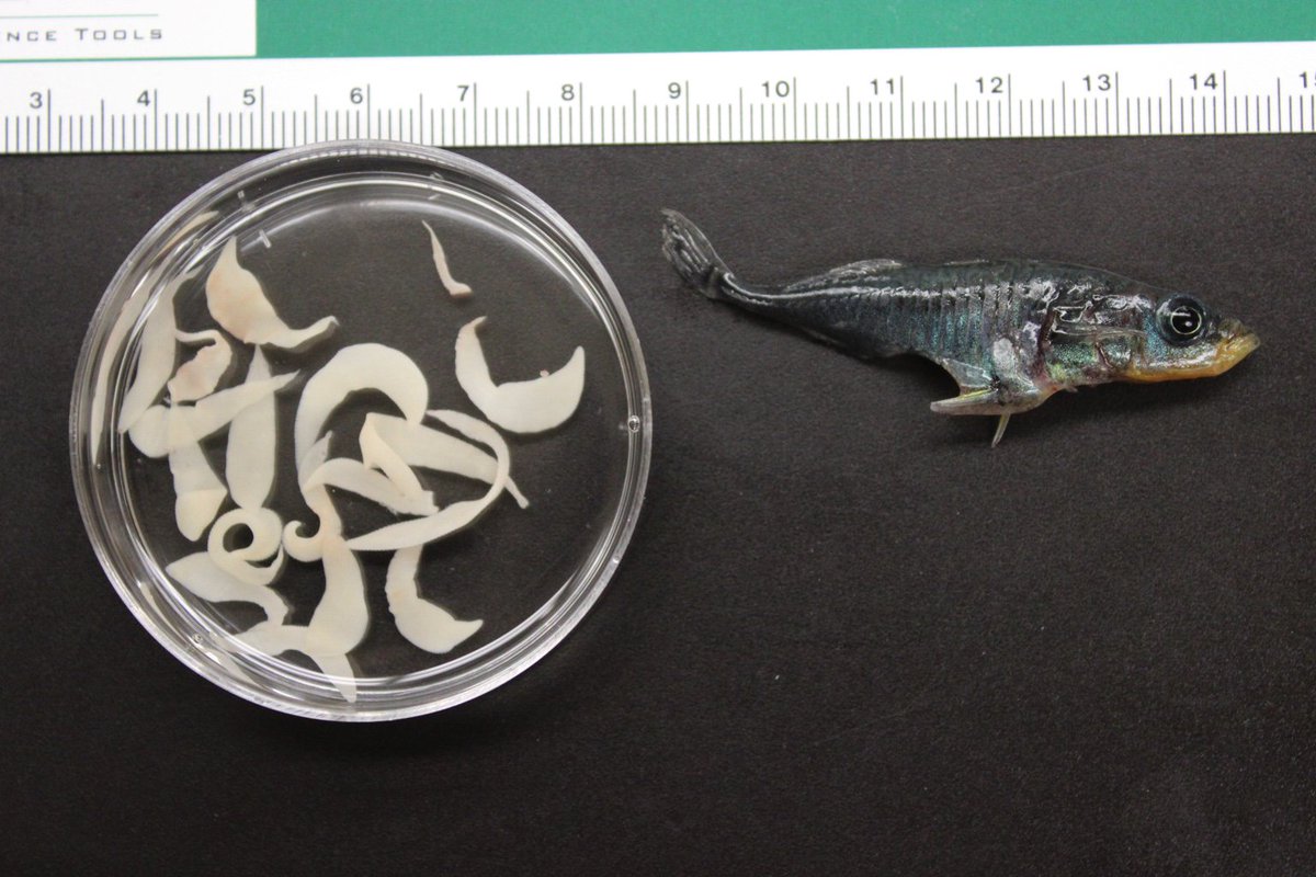 Threespine stickleback heavily infected with S. solidus tapeworms.