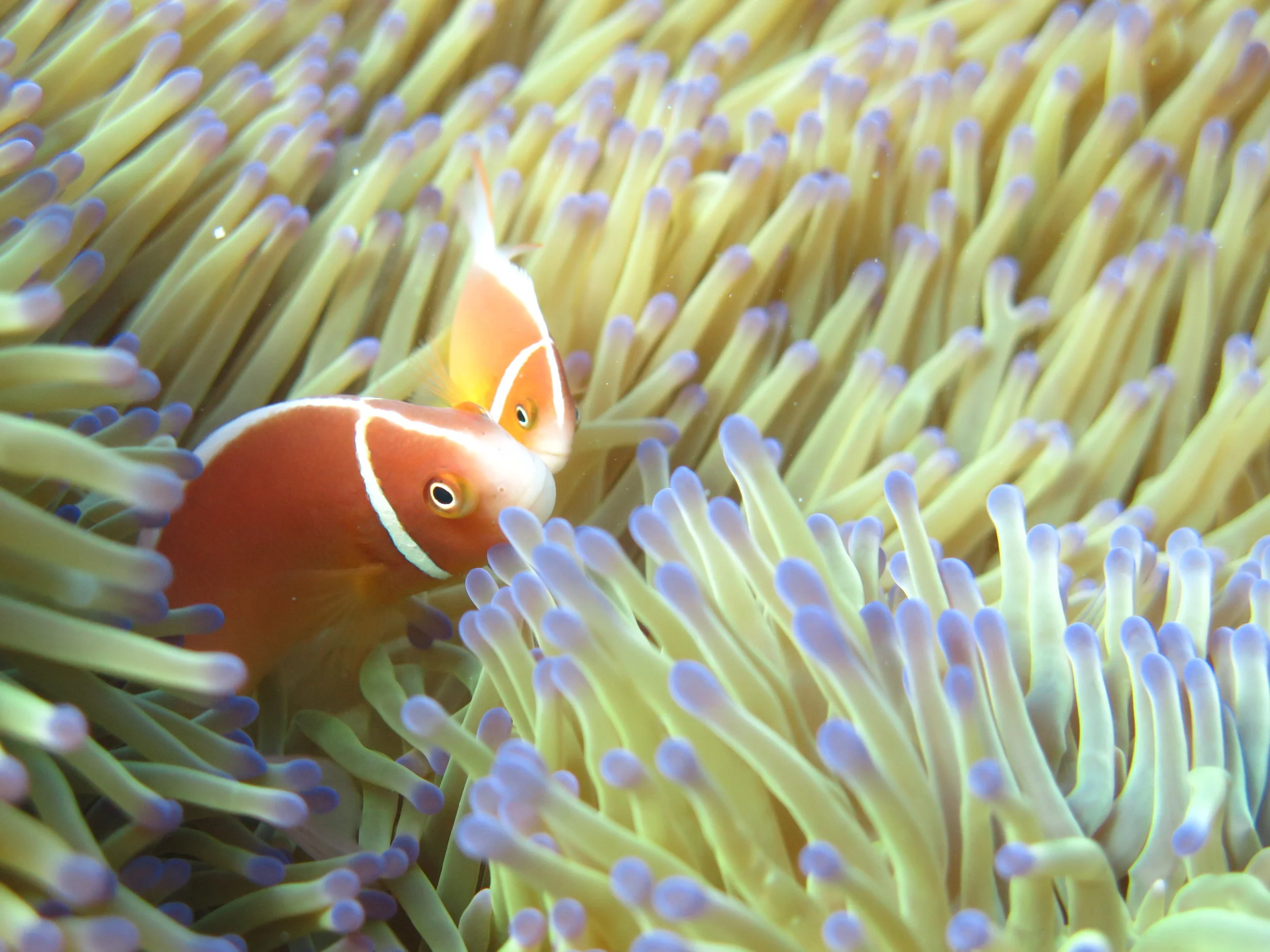 Amphiprion perideraion - Lizard Head - July 2015 (25).JPG