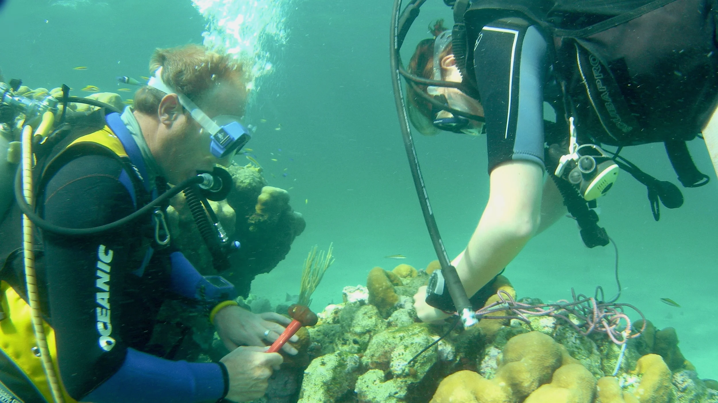 Widespread prevalence of cryptic Symbiodinium D in the key Caribbean reef builder, Orbicella annularis