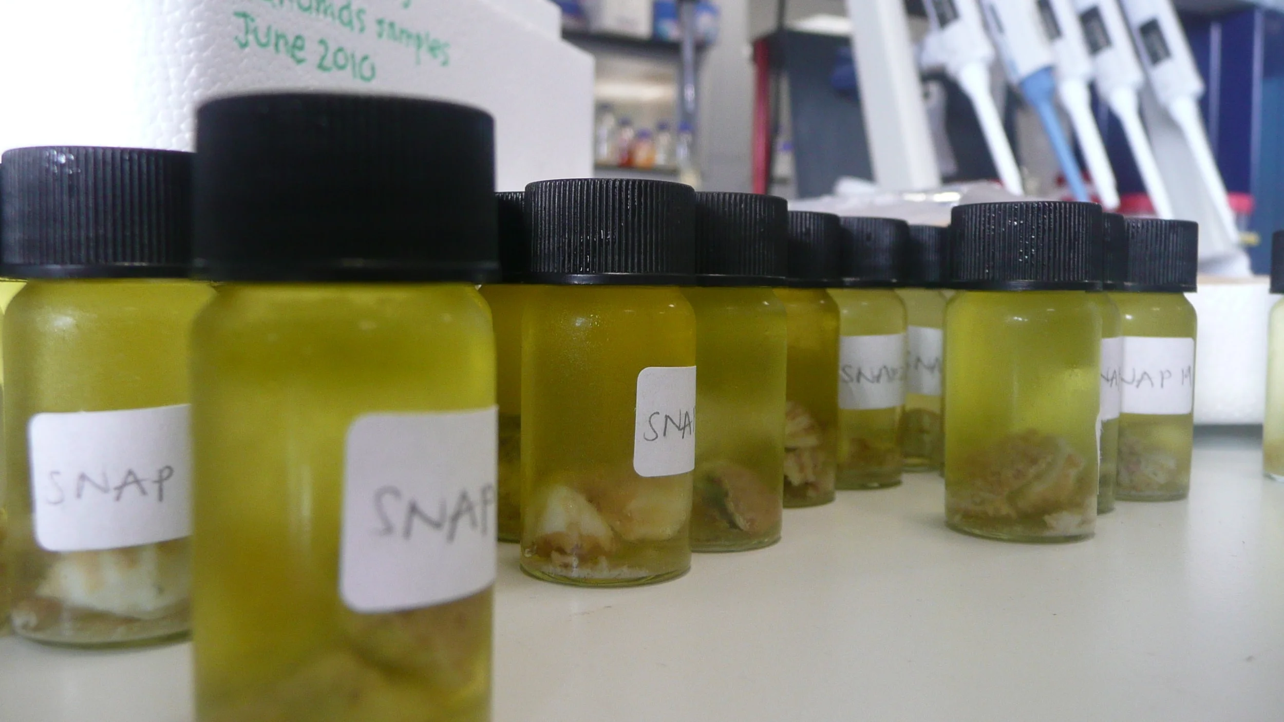 Symbiodinium biogeography tracks environmental patterns rather than host genetics in a key Caribbean reef-builder Orbicella annularis