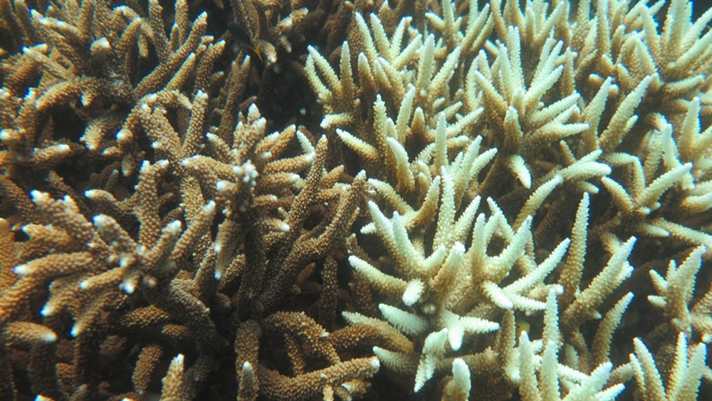 bovenstaand Leugen Vrijgevigheid Coral bleaching in the southern inshore Great Barrier Reef: a case study  from the Keppel Islands — Emma Kennedy