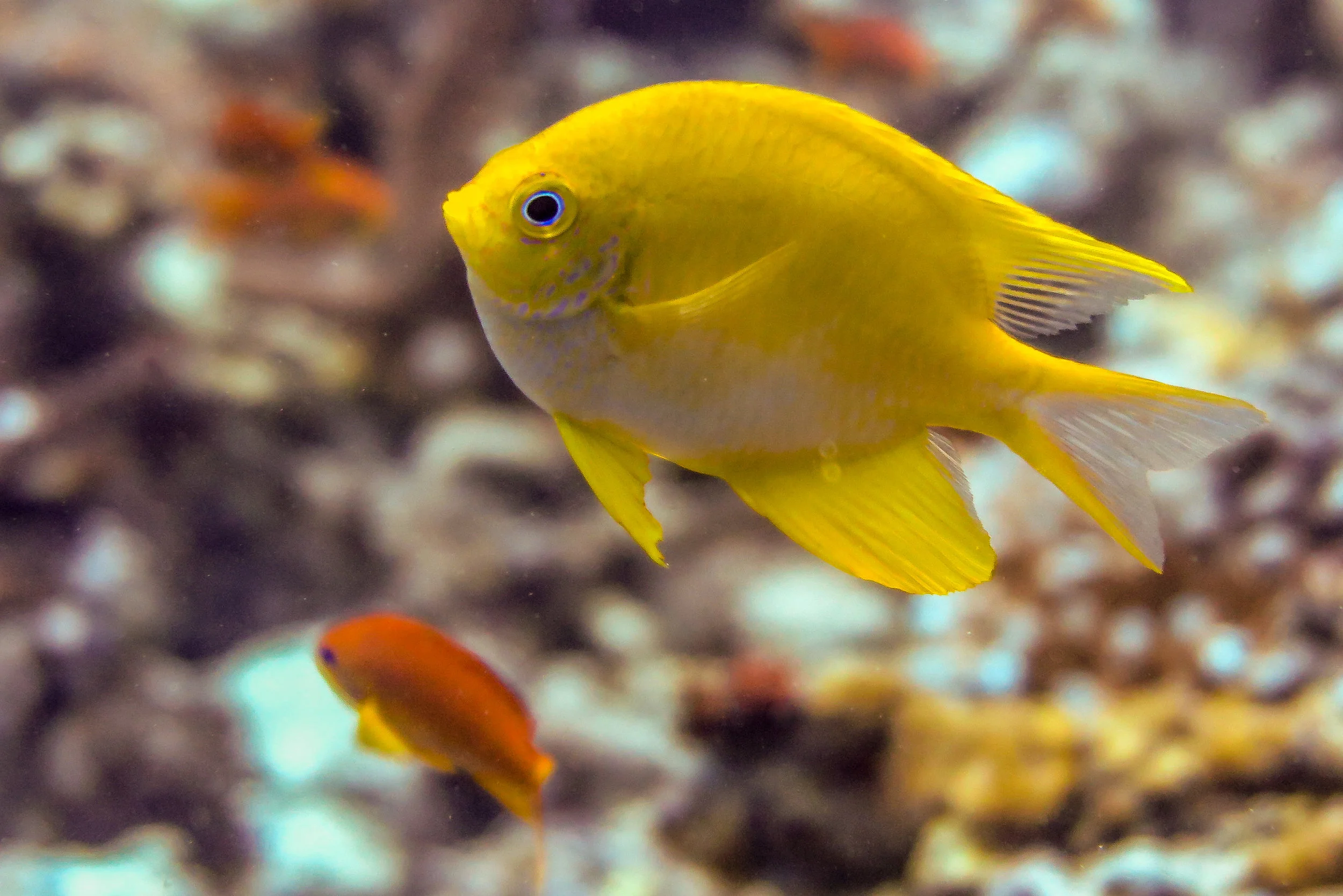 Spatial Patterns In Reef Generated Noise Relate To Habitats And Communities Emma Kennedy