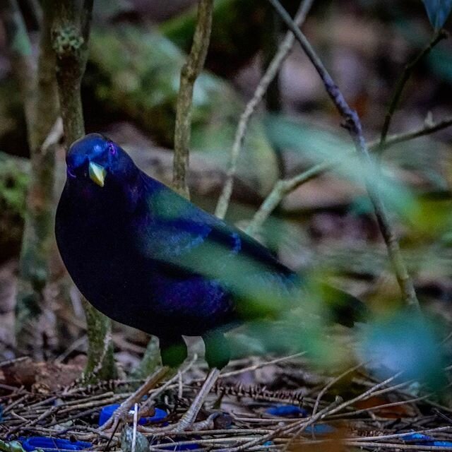 The glossy metallic-looking male Satin Bowerbird builds a &ldquo;bower&rdquo; made of sticks on the forest floor, decorating it with anything blue he can find (including plastic bottle tops in this case) to court the females! Check out his amazing vi