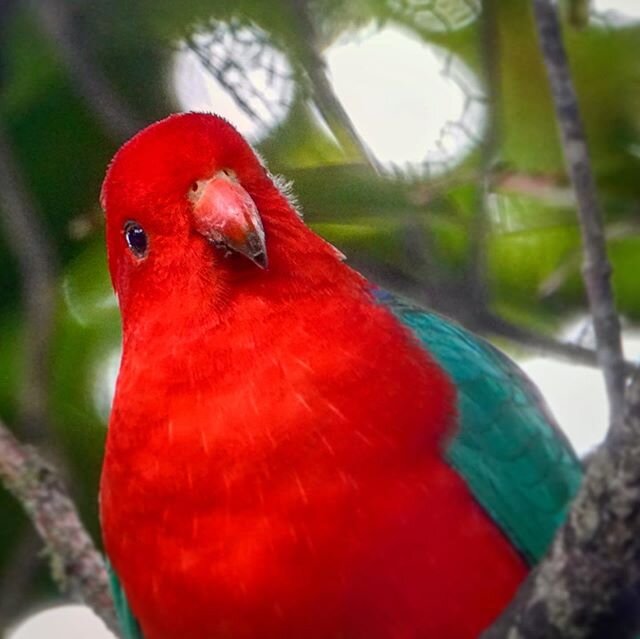 The #AustralianKingParrot lives in humid and heavily forested upland regions of the eastern part of Australia, including #eucalyptus wooded areas in and directly adjacent to #subtropical and temperate #rainforest. They feed on fruits and seeds gather