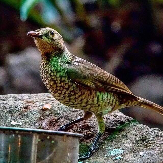 The Satin #Bowerbird is common in #rainforest and tall wet sclerophyll forest in eastern #Australia from southern #Queensland to Victoria. Females and immature males have a metallic green sheen and beautiful scalloped patterns on their tummies #satin