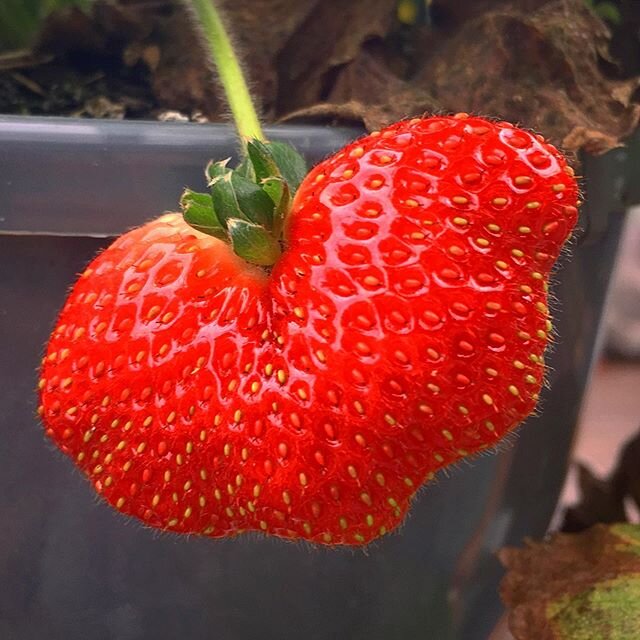 Ten weeks of lockdown. $200 worth of compost, seedlings, plant pots and food. Hundreds of hours of digging, watering, repotting, and daily gentle encouragement. And I am proud to share with you that this massive effort has produced... ONE STRAWBERRY!