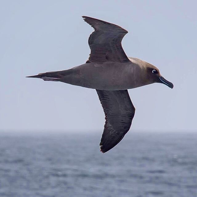 Happy #WorldAlbatrossDay! I got to meet my first #albatross on a trip to #Antarctica last year. This one (a light-mantled sooty albatross) is beauty and grace personified and special to the #SouthernOcean. It&rsquo;s wingspan is 2m wide, it mates for