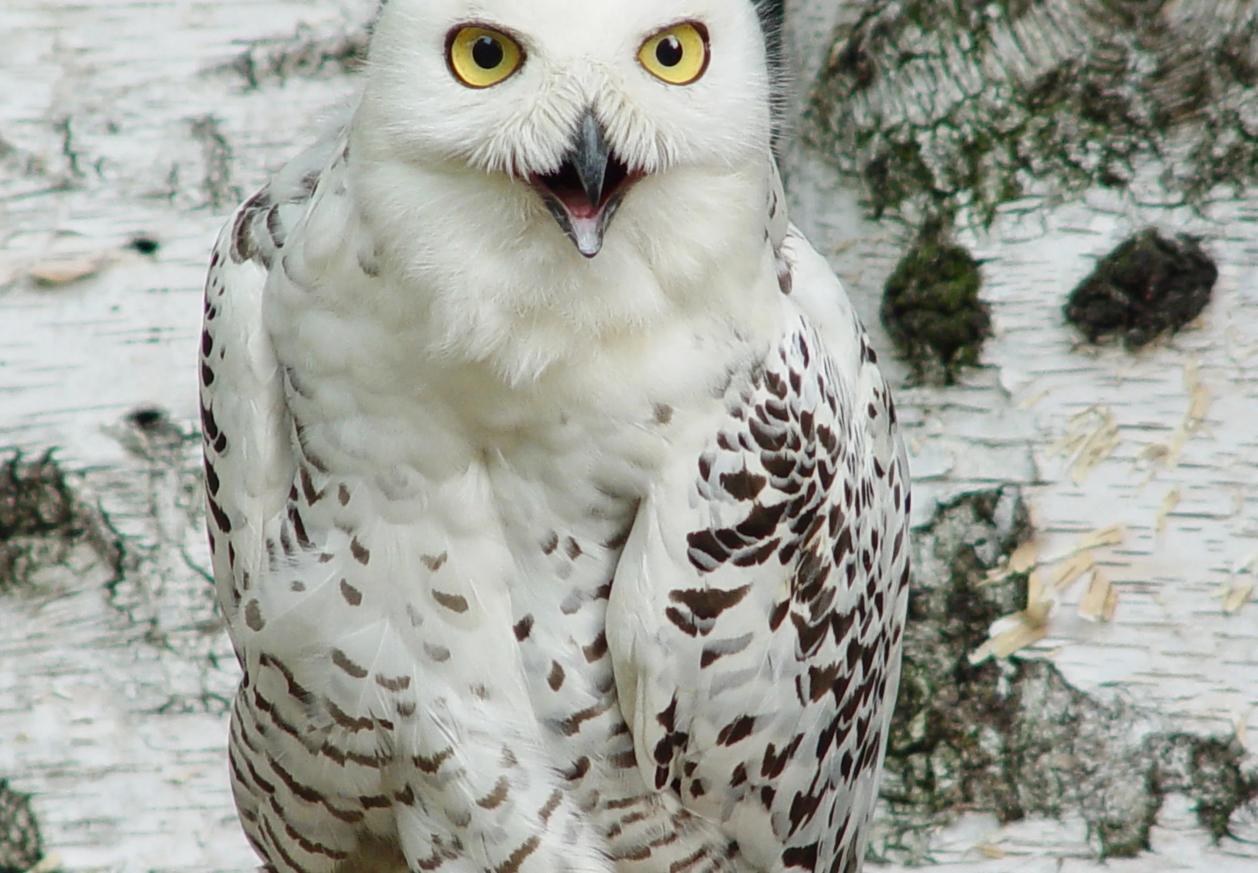 owl(1).jpg