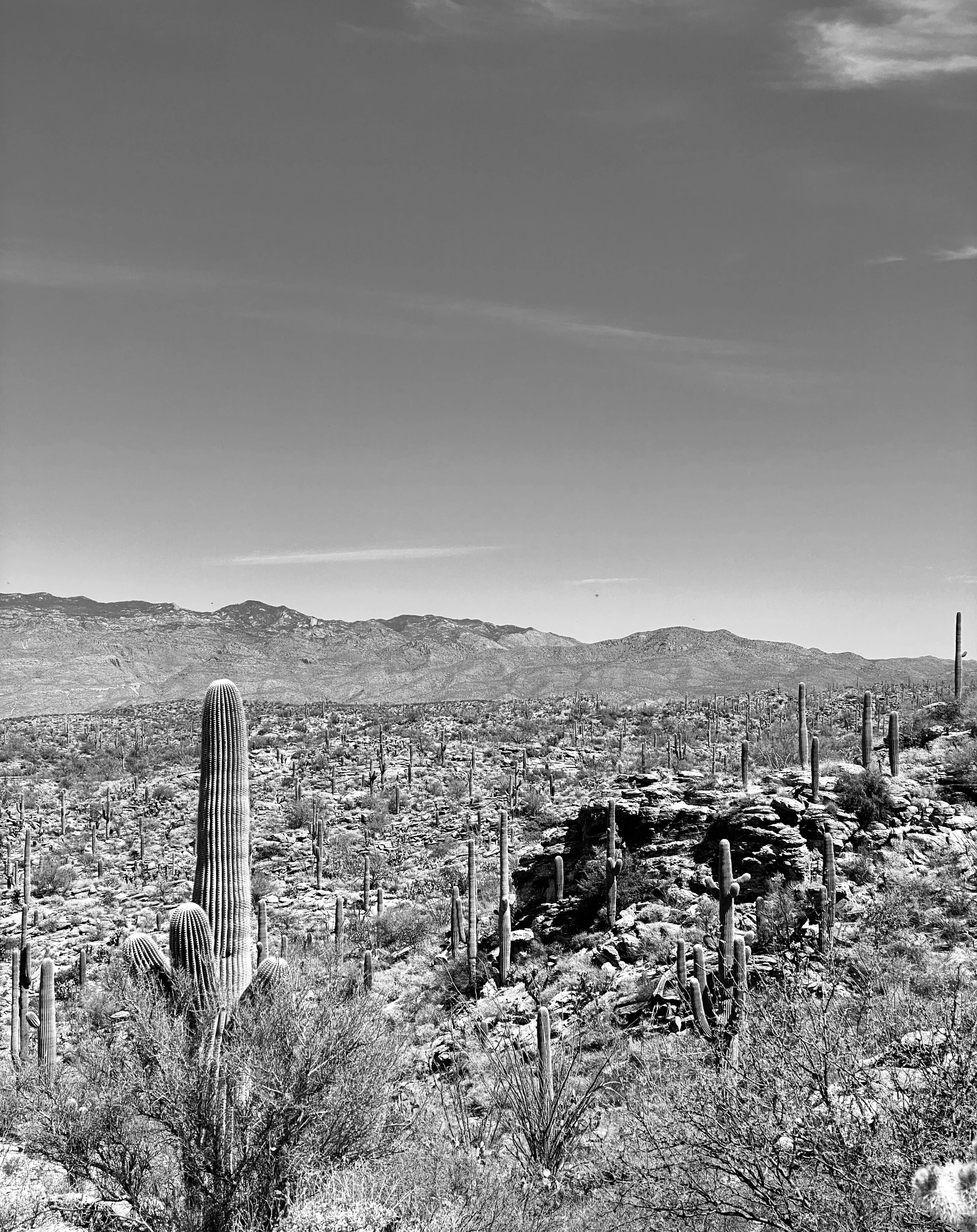 Saguaro National Park