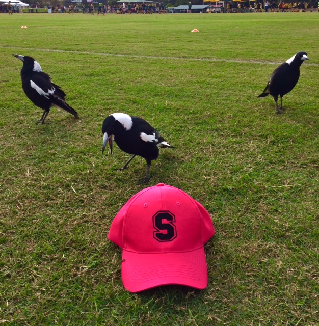 Shop — Souths Rugby Union Club