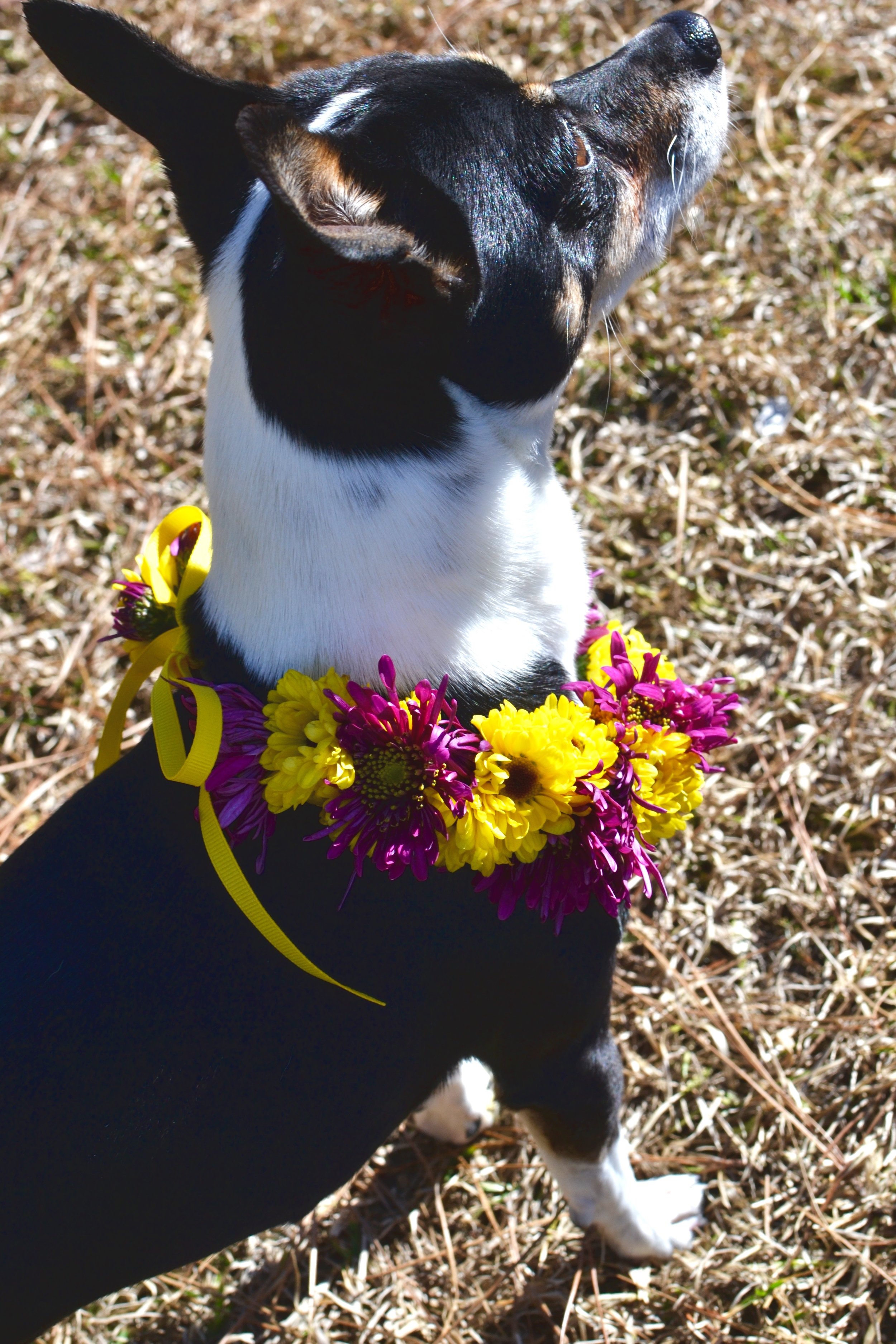 Custom BLYTHE Fresh Floral Halo for DOGS