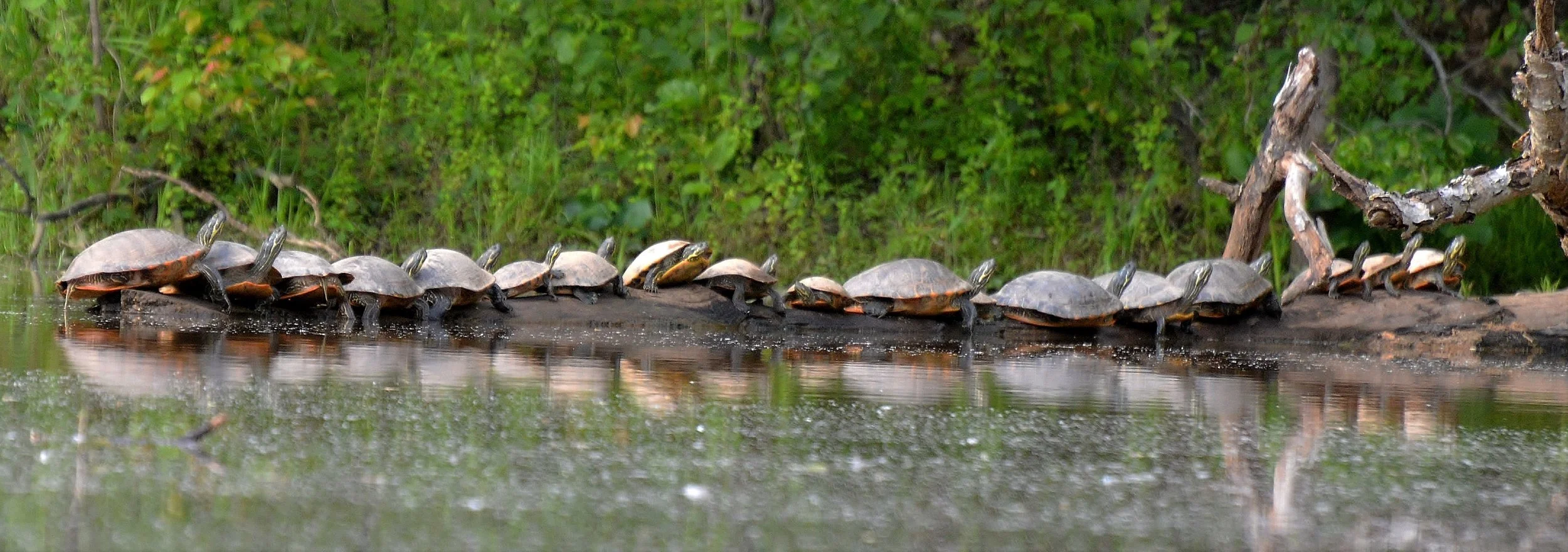 Turtle Train
