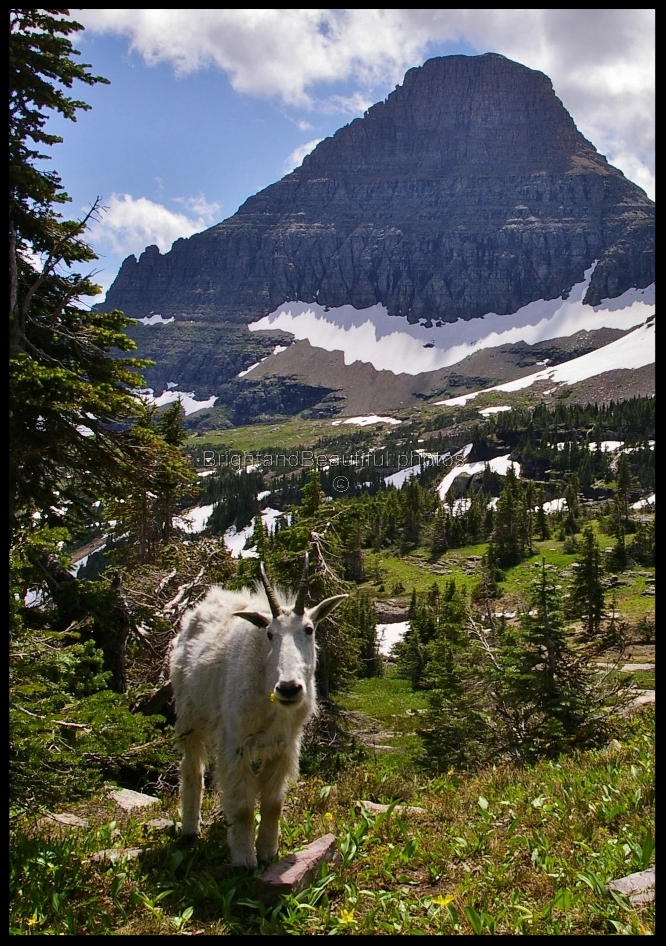 Mountain Goat and Clements Mountain