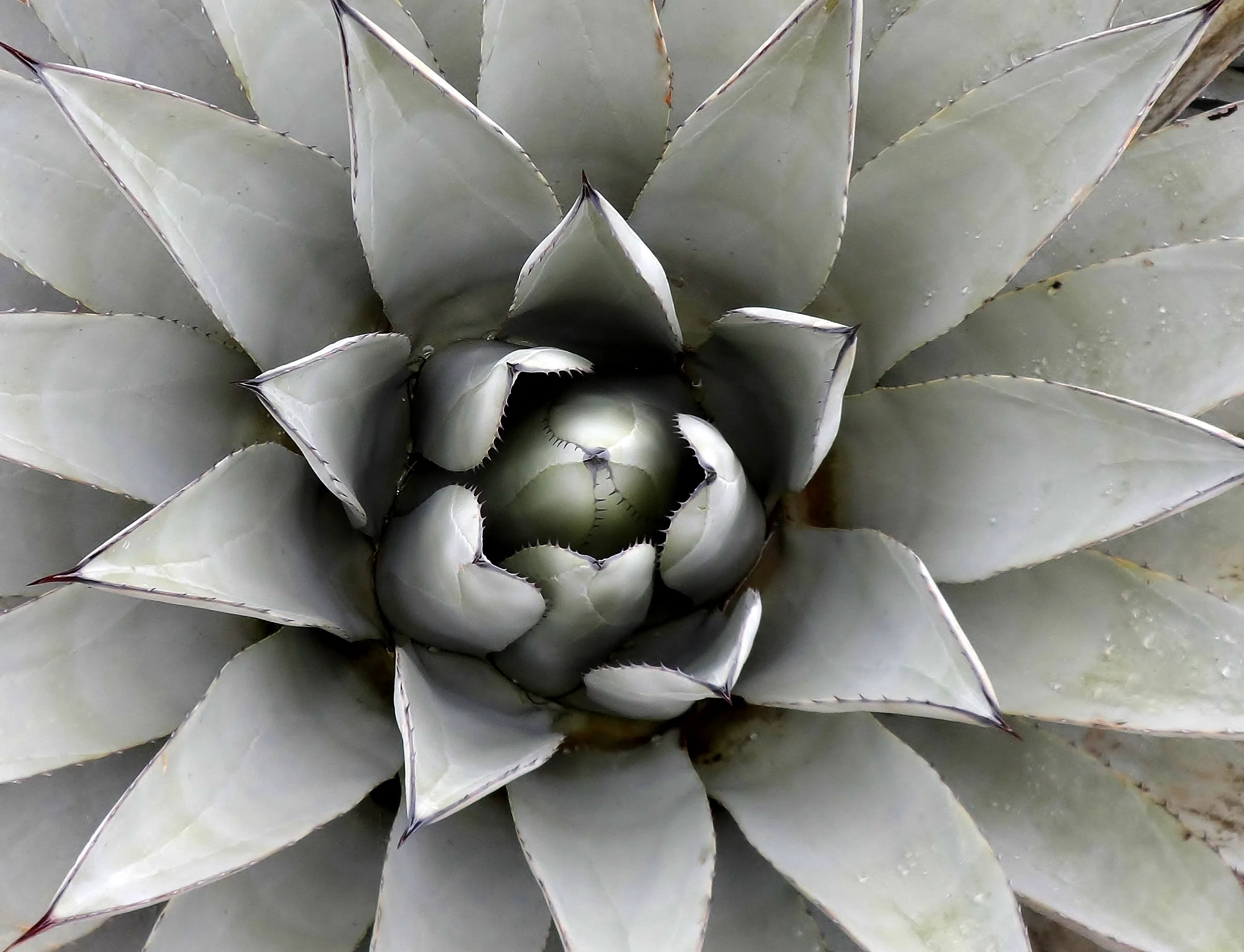 Desert Agave, Sedona, AZ