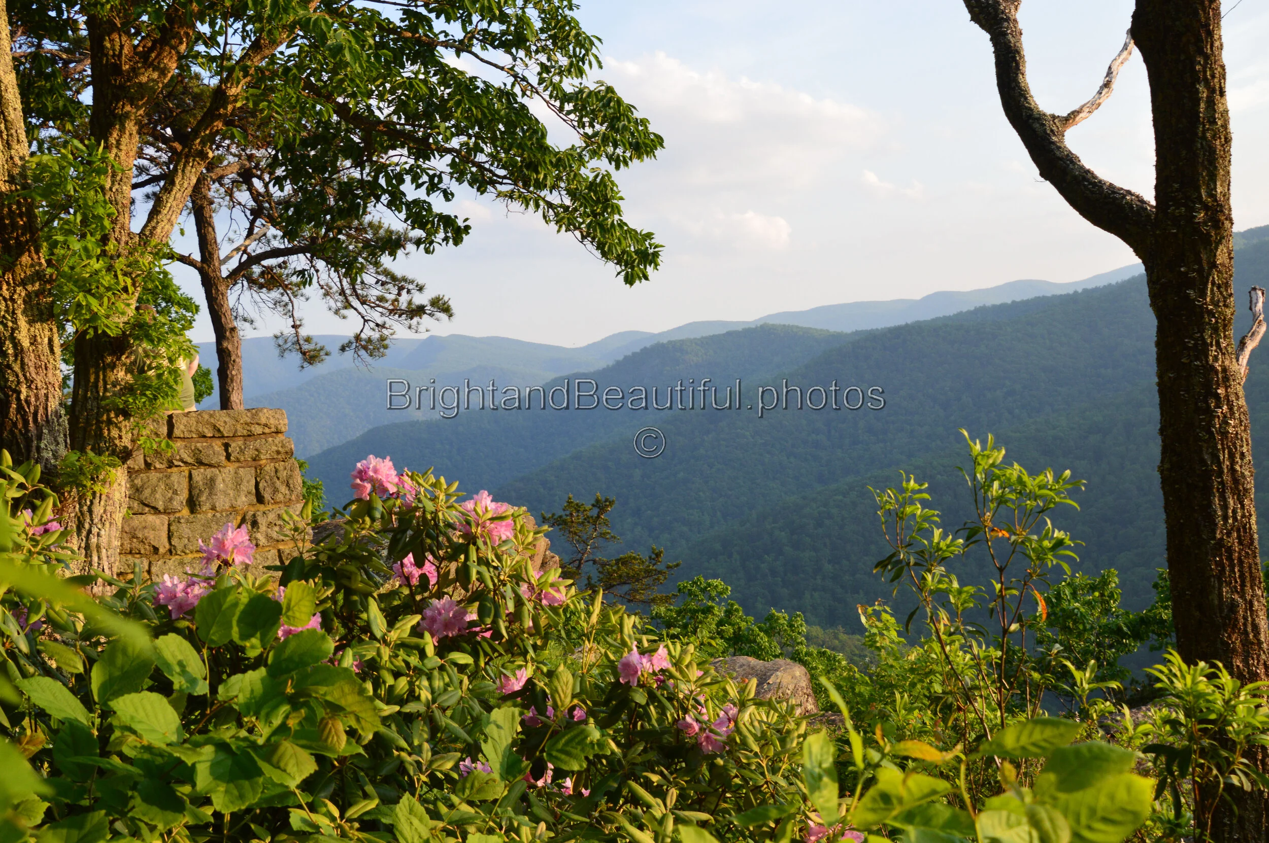 Rhododendrons at the Priest Overlook 