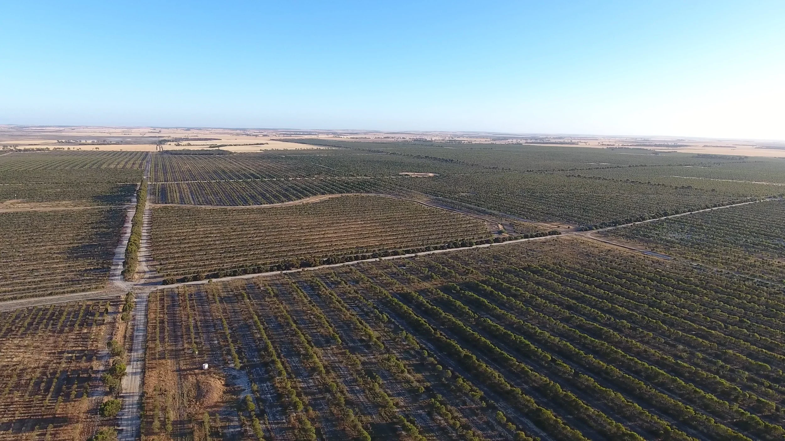 sandalwood plantation.jpg