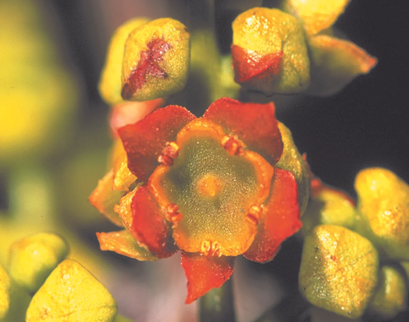 2 sw flower.jpg