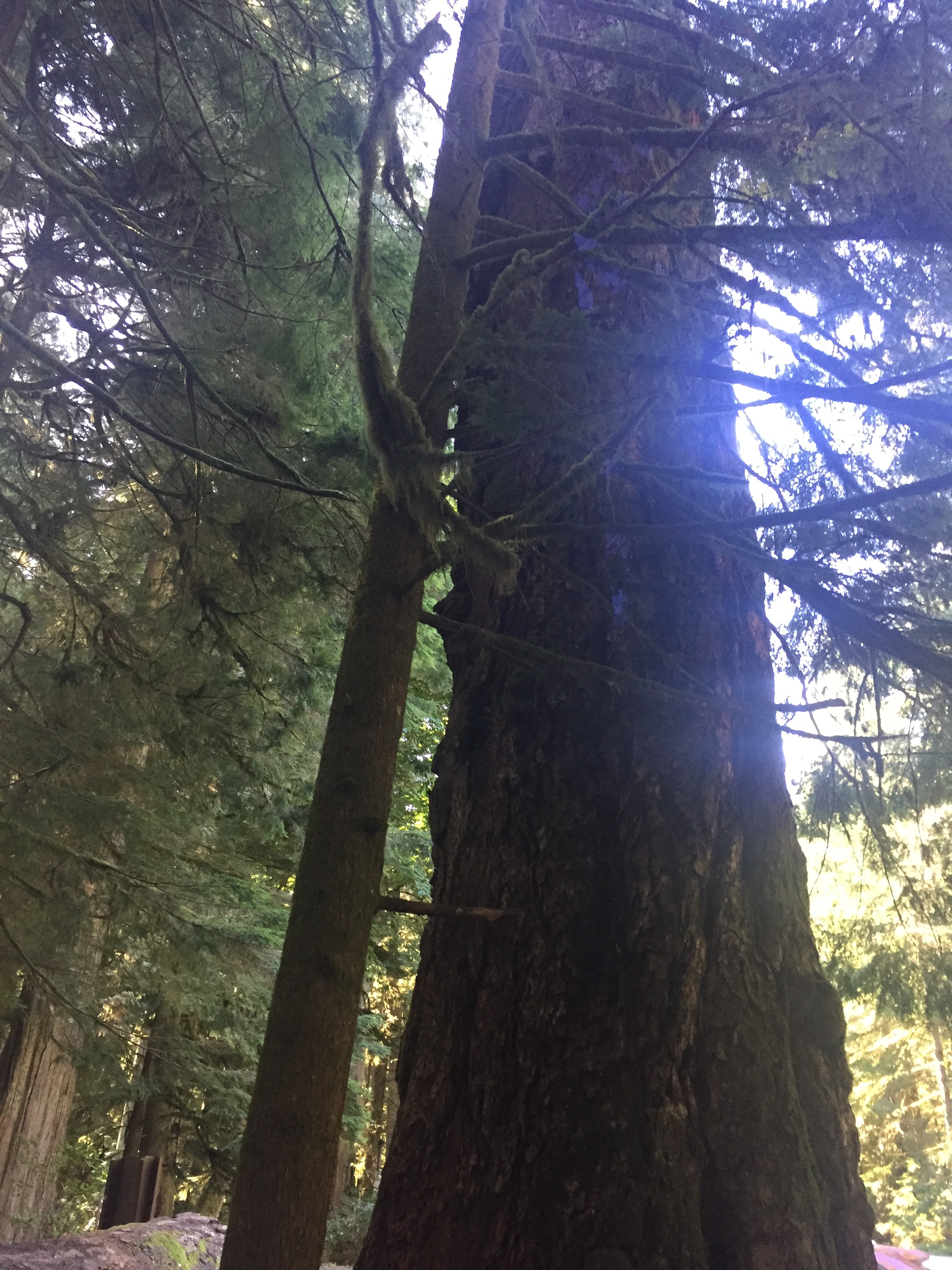 pic of tree for nov blog.JPG