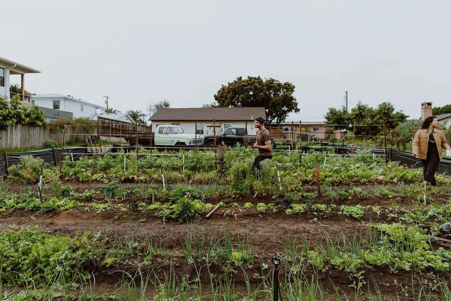 Cardiff Tiny Farm Dinner