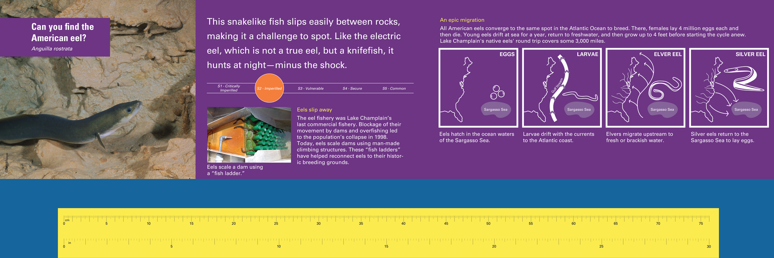 Bellis_ECHO_ExhibitionSignage_Eel.png