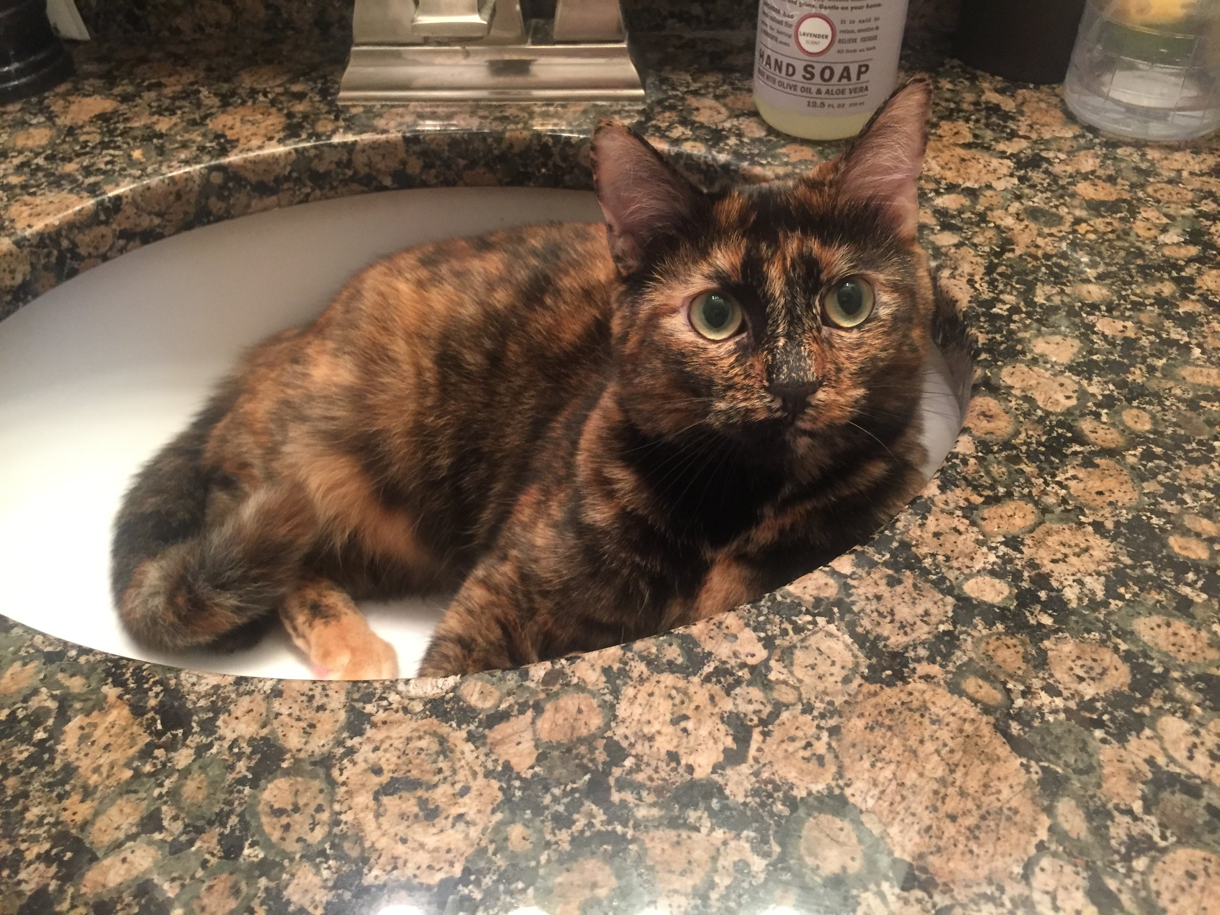 Dora, in her infamous role: "Camouflage Kitty in the Sink" 