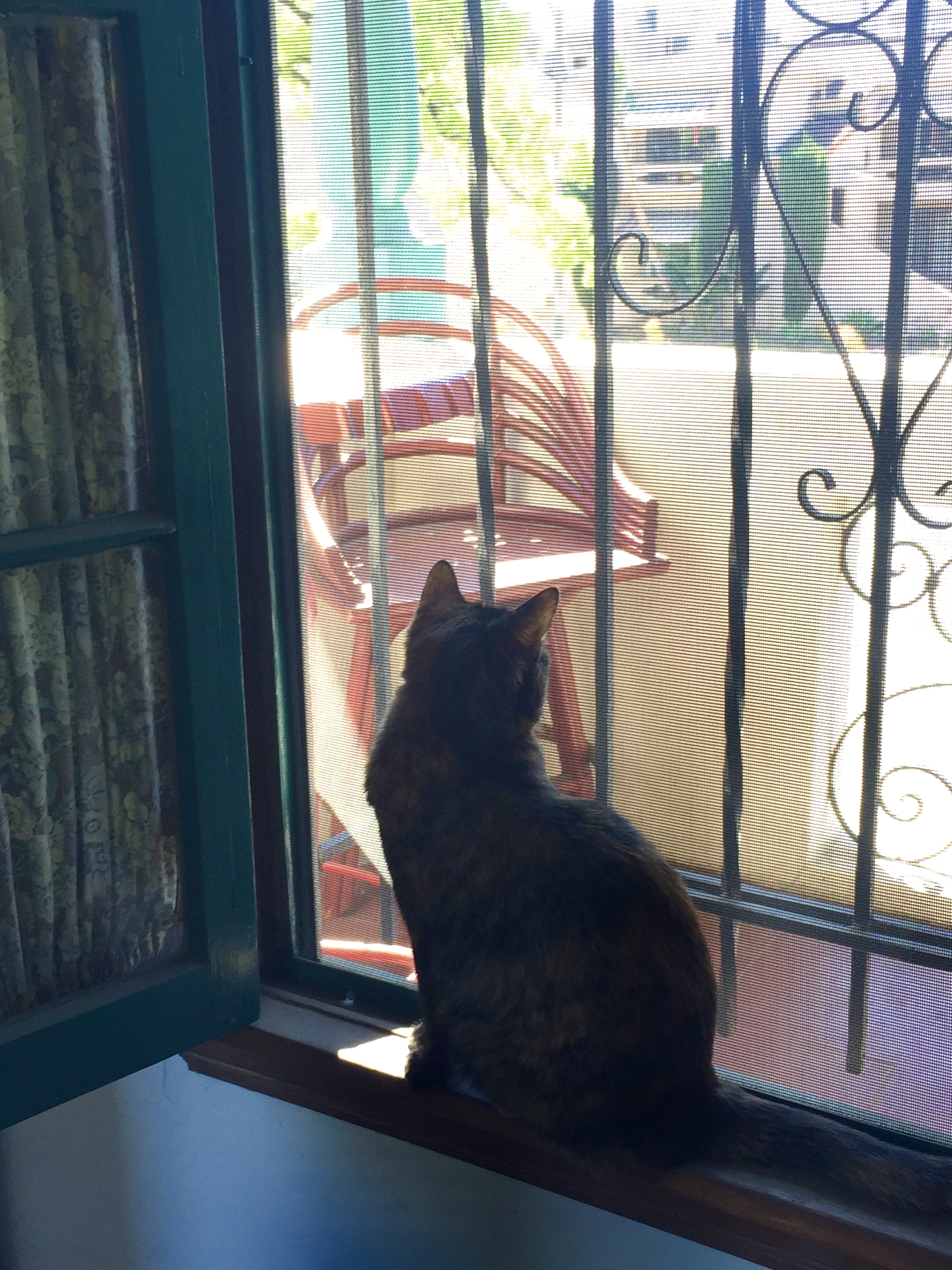 DORA BY THE WINDOW, APRIL 1, 2017 - Los Angeles, CA