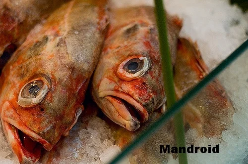 mandroid.jpg