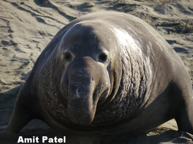 Amit Patel.jpg