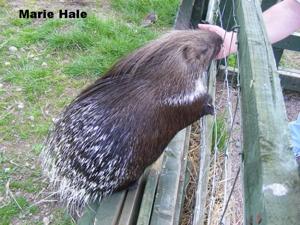 marie hale.jpg