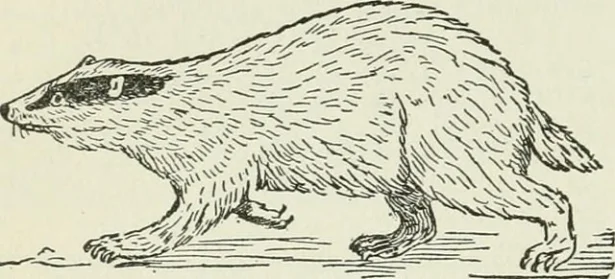 badger.jpg