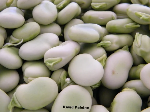 david paleino.jpg
