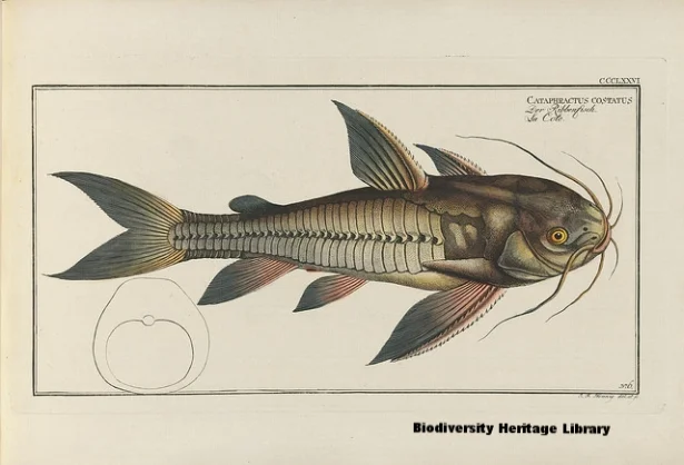 Biodiversity Heritage Library.jpg