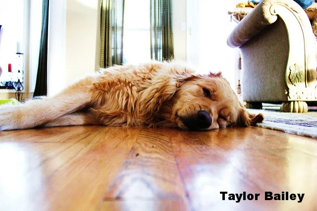 taylor bailey.jpg