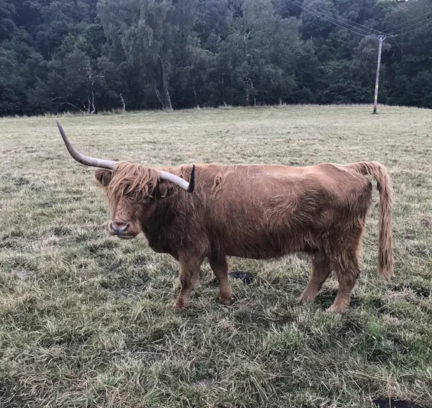 Cow.jpg