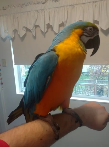 Bird.jpg