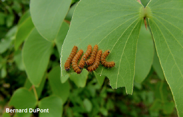 mopane.png