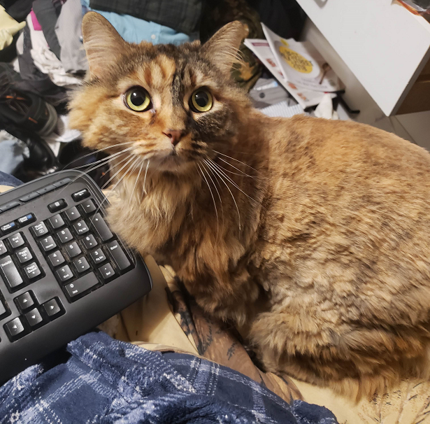 shitty kitty.png