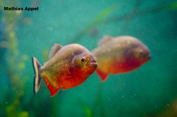 fookin fish.png
