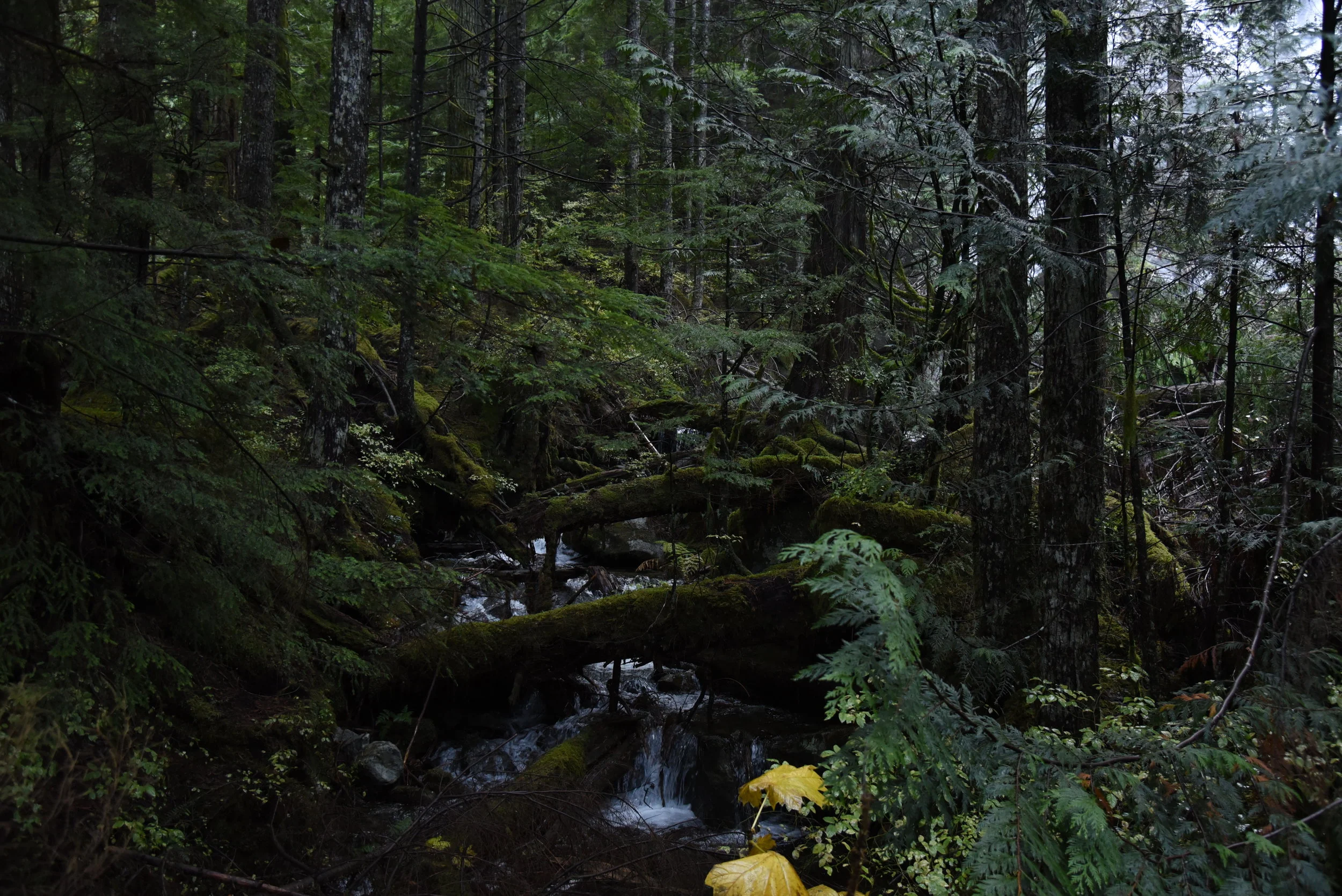 DSC_4241.JPG