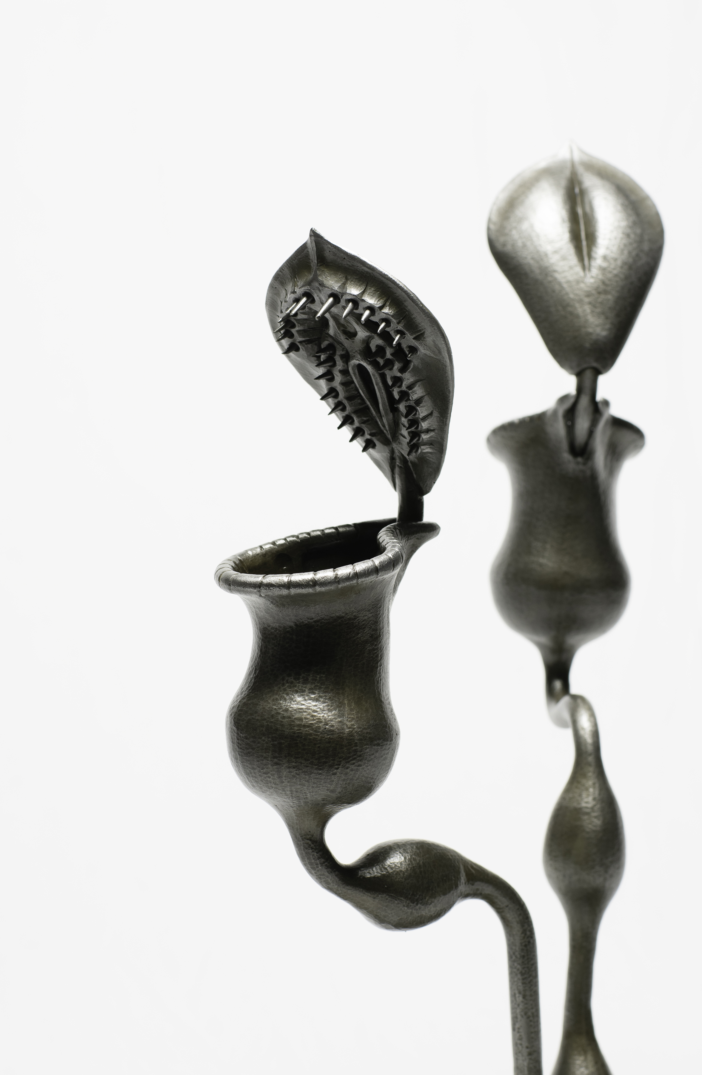 NEPENTHES VORAX 3 cropped .jpg